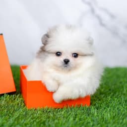 dog 1