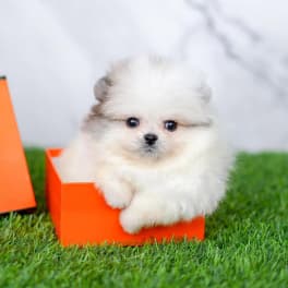 MO231 - Pomeranian White